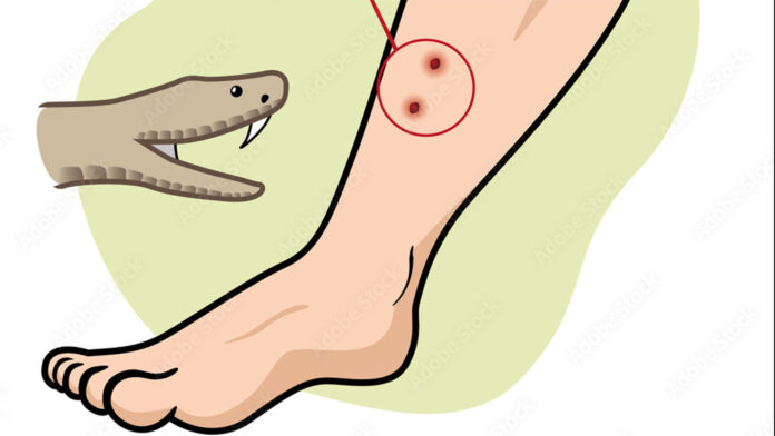 বোয়ালমারীতে সাপের কামড়ে গৃহবধূর মৃত্যু।