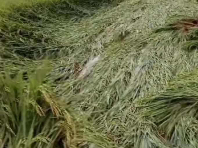 ডিমলায় ঝড় ও অসময়ের বৃষ্টিতে আমন ধানের ব্যাপক ক্ষতি, কৃষকরা আর্থিক ক্ষতির মুখে।