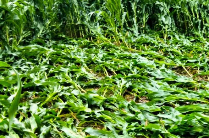 ডিমলায় শিলার আঘাতে ভুট্টা গাছ ভেঙে মাটিতে লুটিয়ে পড়ছে, দুশ্চিন্তায় কৃষকরা।