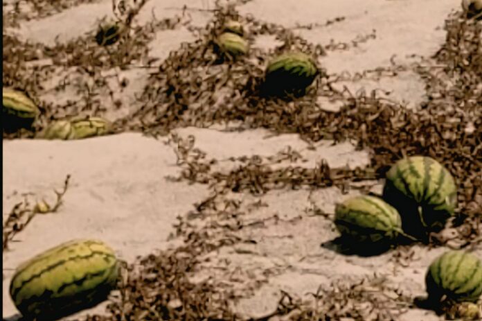 ডিমলার তিস্তার চরঞ্চলে অনাবাদি ও পরিত্যক্ত বালুচরে তরমুজ চাষে বাম্পার ফলন।