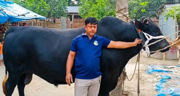 ৩০ মণের ‘কালাবাবু’ কাঁপাবে রাণীশংকৈলের কোরবানির হাট।
