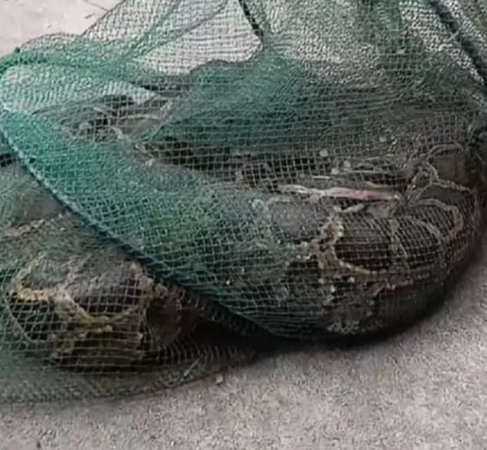ডিমলায় তিস্তা নদীতে মাছ ধরার পাতা চায়না জালে ৭ ফুট অজগর সাপ আটক।
